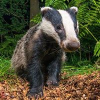 Stephen Badger Photo 29