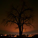 Alison Snider Photo 9