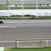 Roderick Ferguson Photo 12