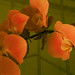 Lan Wu Photo 33