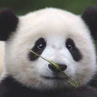 Lin Zhao Photo 25