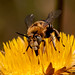Flor Toruno Photo 2