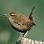 Julie Wren Photo 4