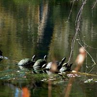 Donald Rogers Photo 23
