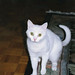 Jay Burgess Photo 9