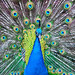 Louis Peacock Photo 15