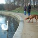 Amber Swan Photo 30