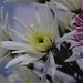 Vicky Bunch Photo 15
