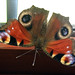 Autumn Simon Photo 11
