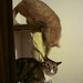 Christopher Gatto Photo 29