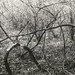 Frances Purdy Photo 12