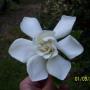 Cecilia Campbell Photo 4