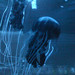 Jenny Hong Photo 39