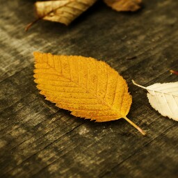 Mu Lin Photo 20
