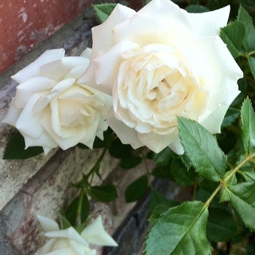 Catherine Roth Photo 28