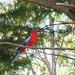 Mary Parrot Photo 7