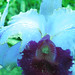 Susan Jaggers Photo 25