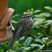 Deborah Sparrow Photo 27