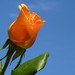 Rose Desiderio Photo 4