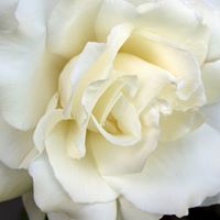 Debra Parr Photo 21