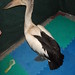 Kathy Townsend Photo 44
