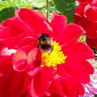 Christine Faulkner Photo 36