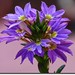 Ralph Wells Photo 39