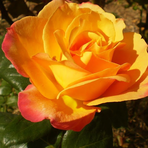 Debra Fisher Photo 17