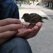 Bertrand Sparrow Photo 5