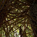 Forrest Kirk Photo 16
