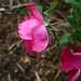 Rose Calvert Photo 9