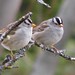 Bert Sparrow Photo 6