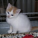 Cindy Foster Photo 5