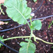 Flora Calabrese Photo 5