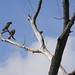 Sandra Hawks Photo 7