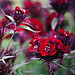 Deb Williams Photo 8
