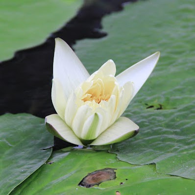 Kun Jiang Photo 15