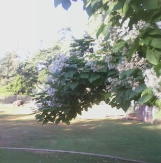 Susan Simms Photo 3