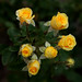 Rose Flores Photo 4