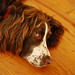Robin Springer Photo 9