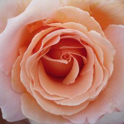 Catherine Fletcher Photo 29