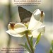 Alice Bloom Photo 4