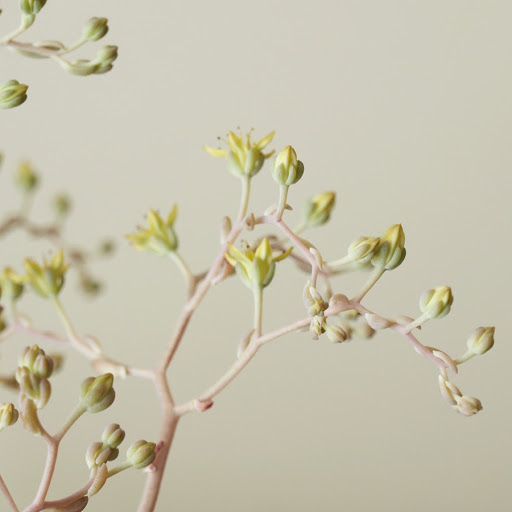 Shin Chen Photo 28