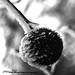 Steven Chestnut Photo 25