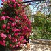 Rose Dunlap Photo 10