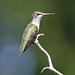 Richard Murrell Photo 34