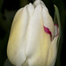 Thomas Hubbard Photo 44