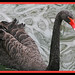 Janice Swan Photo 12