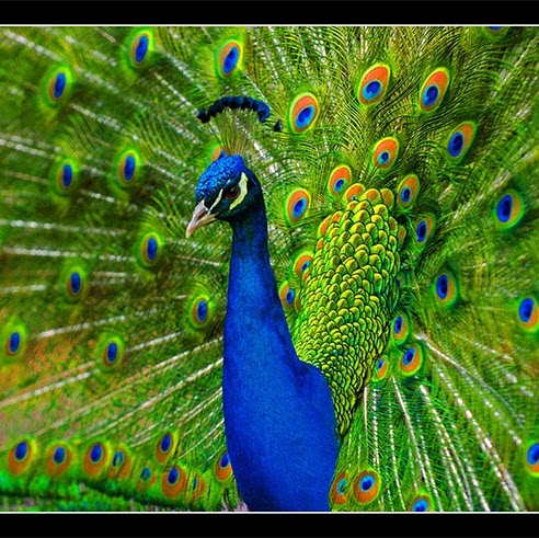 Mary Peacock Photo 31