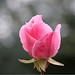 Elizabeth Rose Photo 38